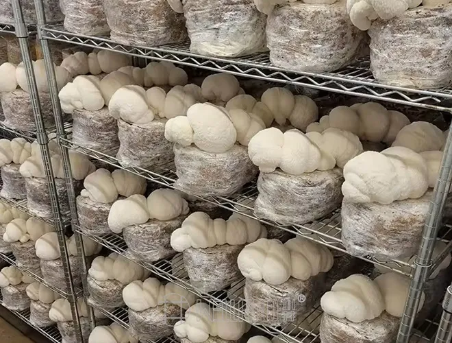 Whloes Large Size Open Chrome Storage Wire Shelving Rack (3)