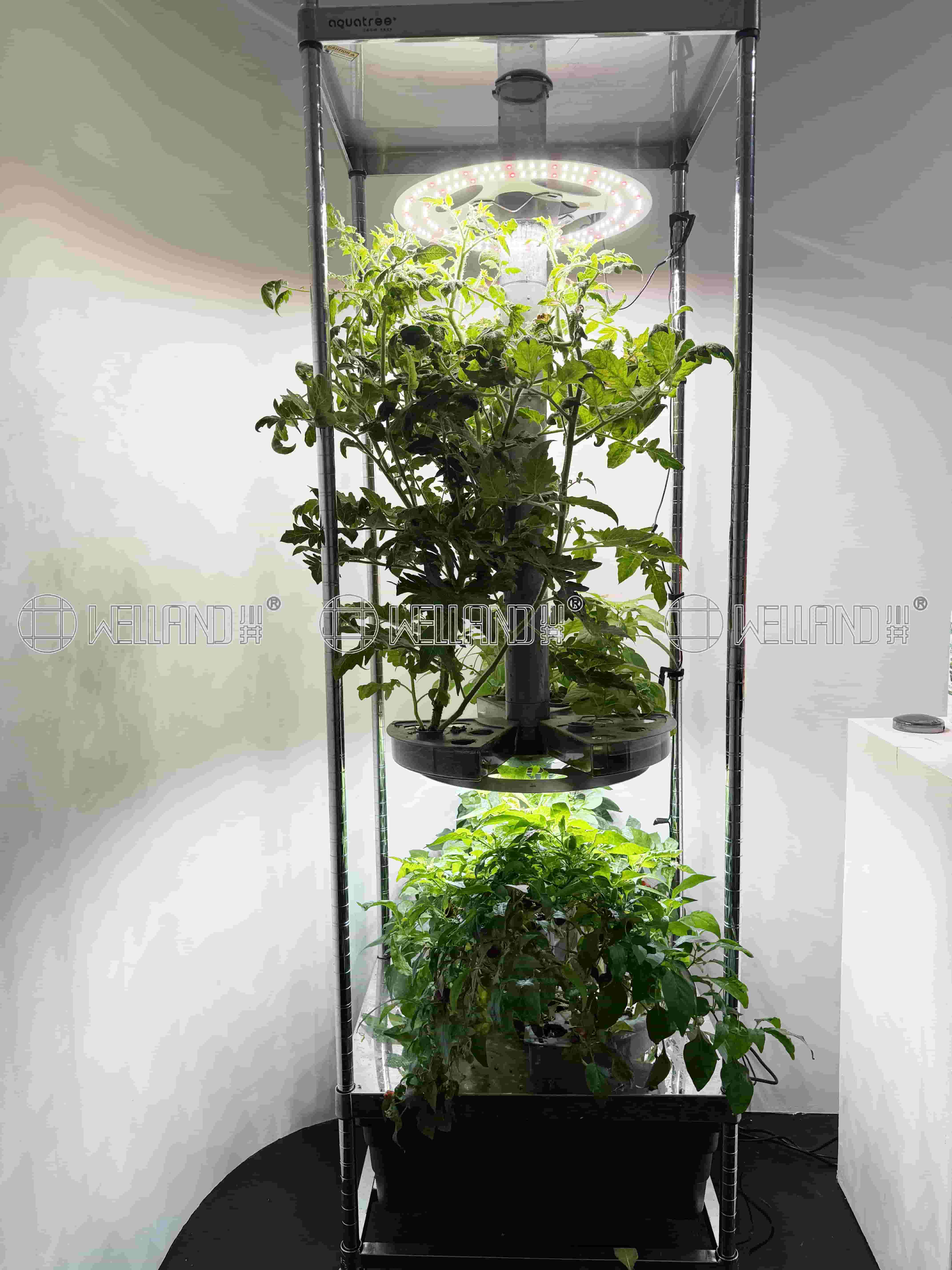 Indoor Seed Starting Microgreens Shelving Hot House Shelving (4)